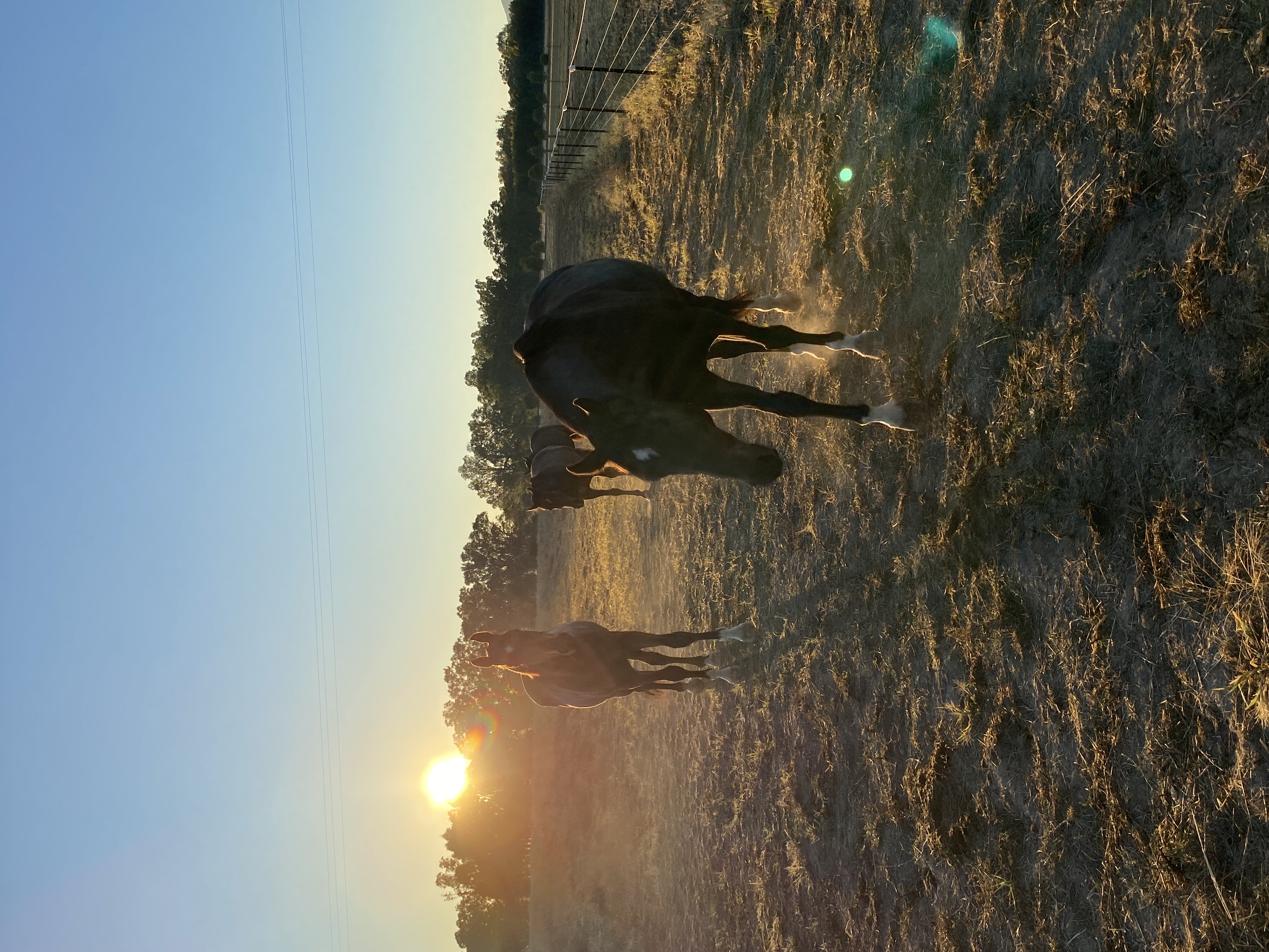 Horses walking along fence line at dawn