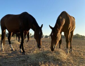 Two horses sharing hay