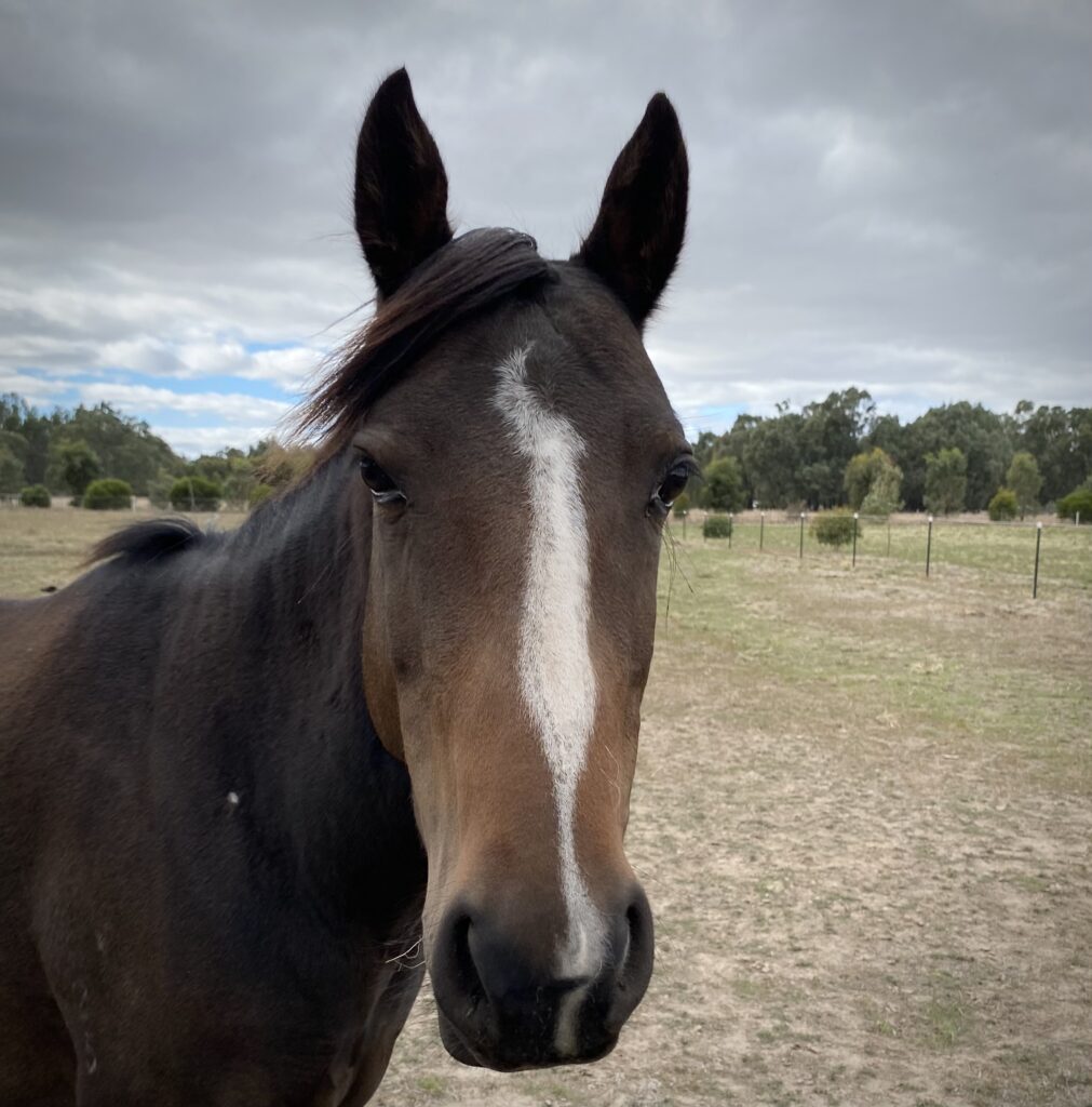 Dixie, picture of her (head only) as she looks at the camera