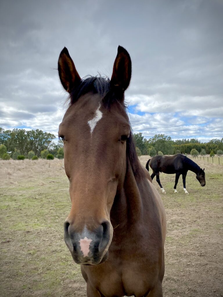 Timmy is a dark bay gelding with 3 white socks, a star and a little white snip on his nose