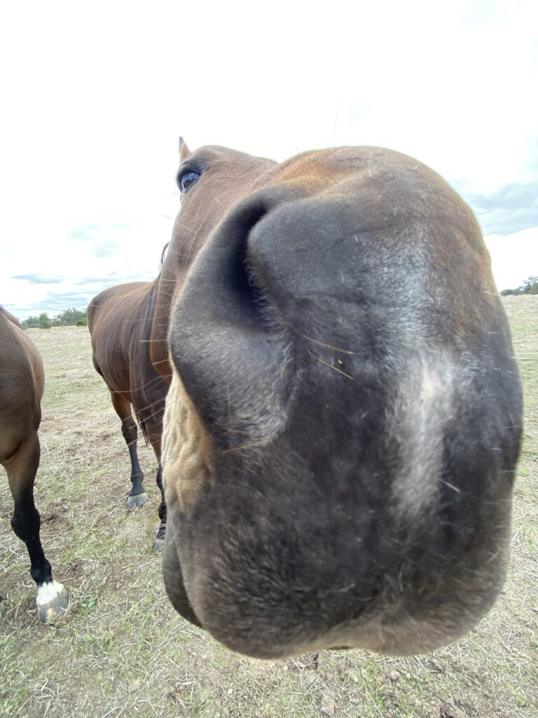 Funny picture of Hugo's big nose reaching towards the camera